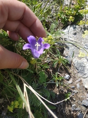 Campanula tridentata biebersteiniana