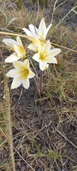 Cyrtanthus loddigesianus