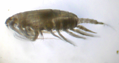 Calanidae