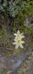 Cyrtanthus loddigesianus