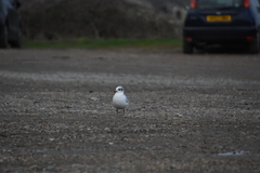 Ichthyaetus melanocephalus