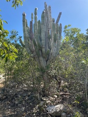 Pachycereus