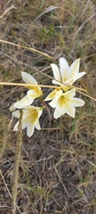 Cyrtanthus loddigesianus