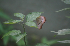 Anartia jatrophae