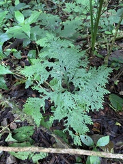 Selaginella anceps