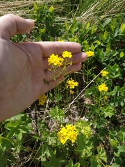Draba hispida