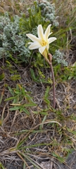 Cyrtanthus loddigesianus