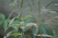 Anartia jatrophae