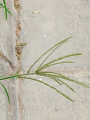 Eleusine indica