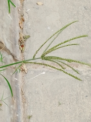 Eleusine indica
