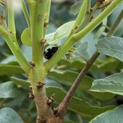 Membracis foliatafasciata