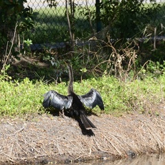 Anhinga
