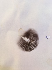 Panaeolus castaneifolius