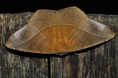 Oxydia