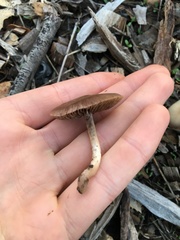 Panaeolus castaneifolius
