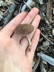 Panaeolus castaneifolius