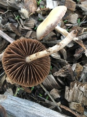 Panaeolus castaneifolius