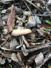 Panaeolus castaneifolius