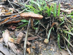 Panaeolus castaneifolius