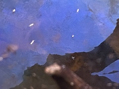 Folsomia candida