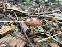 Panaeolus castaneifolius