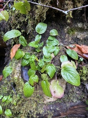 Omphalodes cappadocica