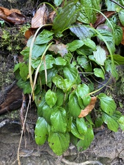 Omphalodes cappadocica