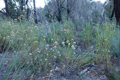 Ixodia achillaeoides