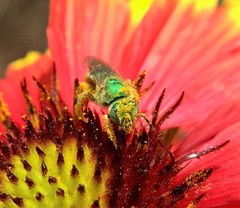 Agapostemon angelicus