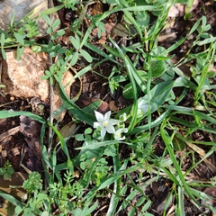 Ornithogalum lanceolatum