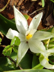 Ornithogalum lanceolatum