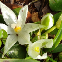 Ornithogalum lanceolatum