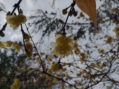 Chimonanthus