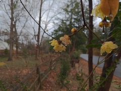 Chimonanthus
