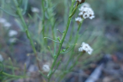 Ixodia achillaeoides