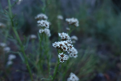 Ixodia achillaeoides