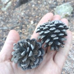 Pinus teocote