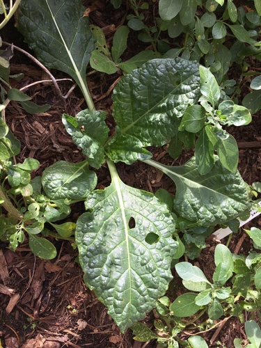 Turkmenian mandrake (Mandragora turcomanica)