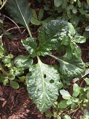 Mandragora turcomanica