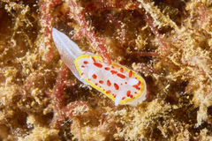 Diaphorodoris papillata