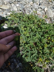 Sibbaldia parviflora