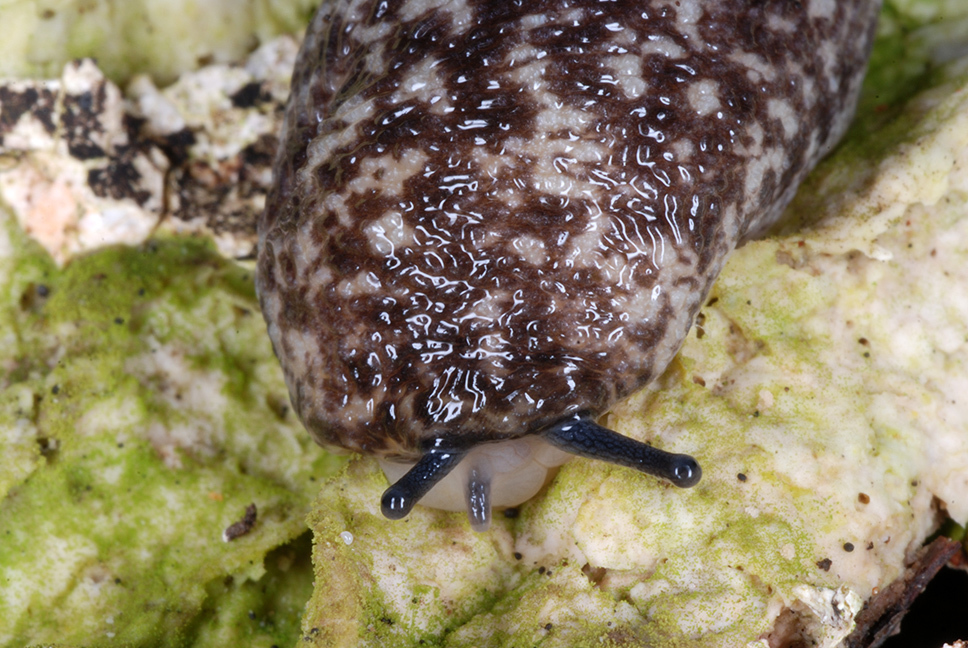 winding mantleslug