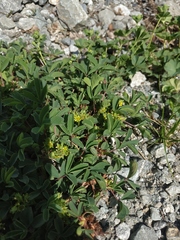 Sibbaldia parviflora