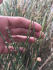 Ephedra sinica