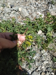 Sibbaldia parviflora