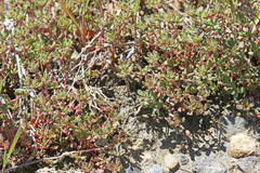 Frankenia pulverulenta