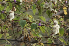 Vernonia alamanii