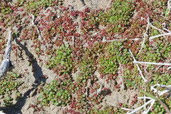 Frankenia pulverulenta