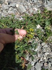 Sibbaldia parviflora