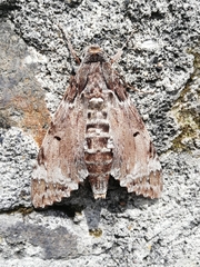 Pseudosphinx tetrio